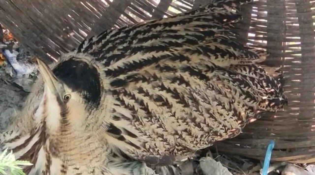 বিরল পাখি উদ্ধার দিনহাটার নিগম নগরে