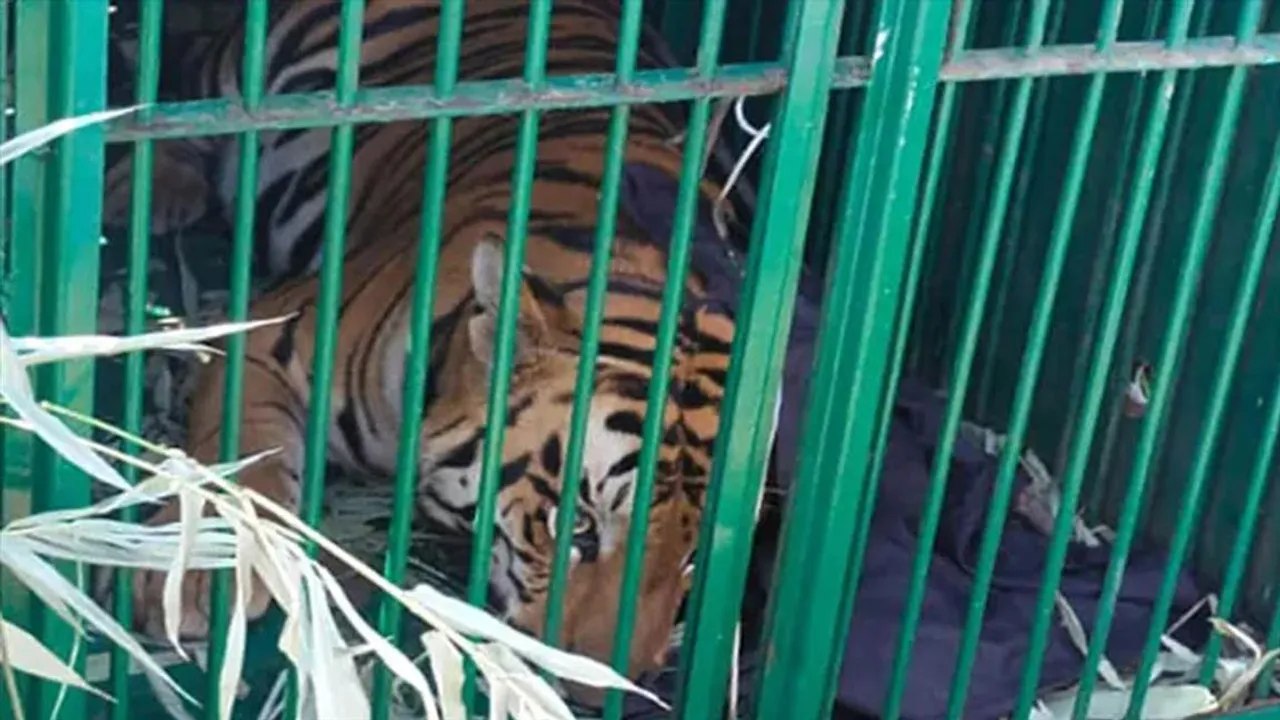 কলেজে ঘোরাফেরার পর অবশেষে খাঁচাবন্দি হল বাঘ