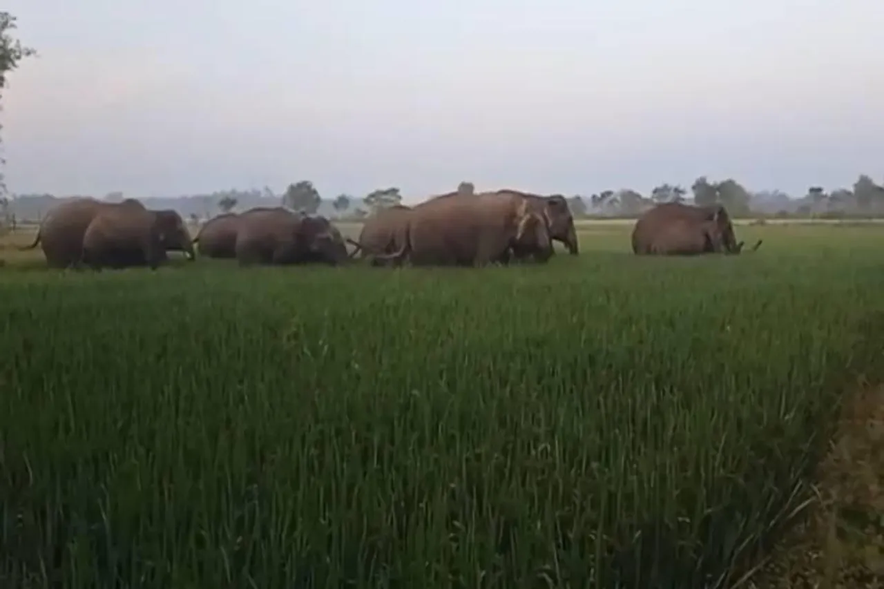 হাতির আশঙ্কা হাঁড়িভাঙ্গায়