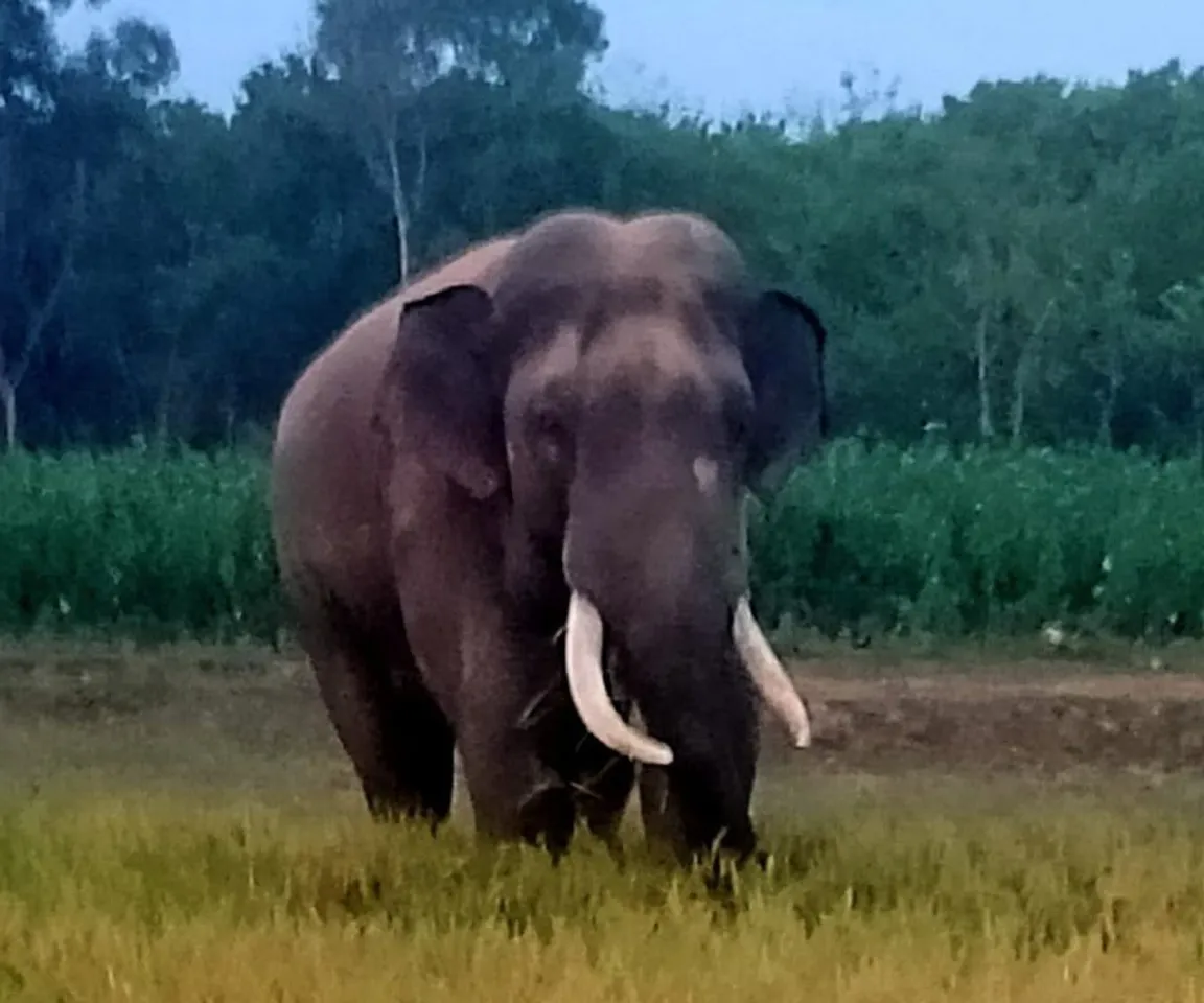 ঝাড়গ্রামের জারুলিয়া গ্রামে হাতির হামলায় ১ জনের মৃত্যু