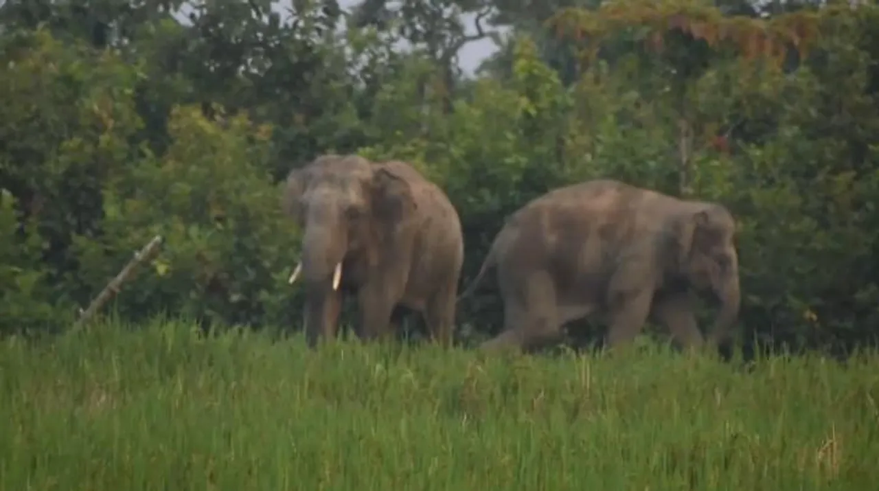 পশ্চিম মেদিনীপুরের বিভিন্ন এলাকায় দাপিয়ে বেড়াচ্ছে হাতির পাল