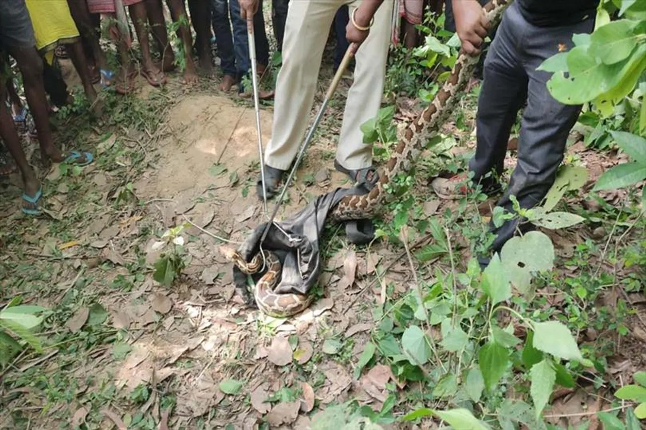 গ্রামবাসী ও বন দফতরের দীর্ঘ দেড় ঘন্টার প্রচেষ্টায় বিশালাকৃতির একটি অজগর সাপকে উদ্ধার করা হল