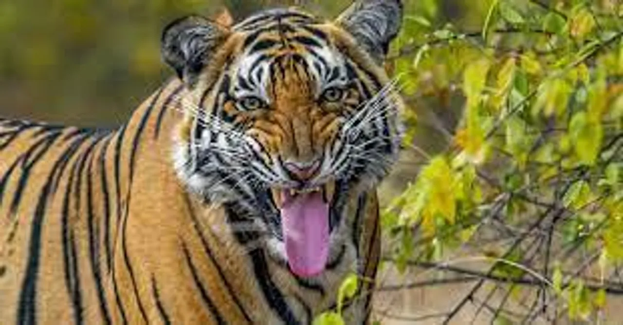 আবারও বাঘের আতঙ্ক পাথরপ্রতিমায়