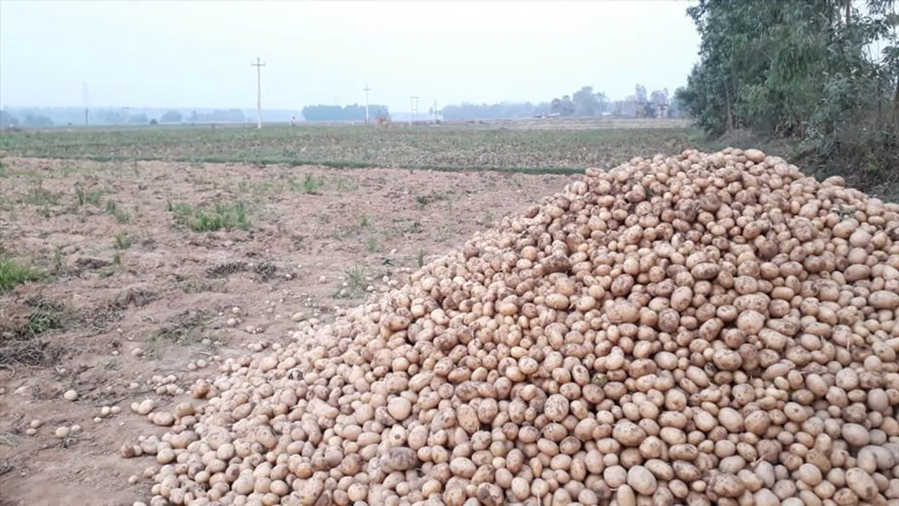 দাম থাকলেও হাসি নেই আলু চাষিদের মুখে!