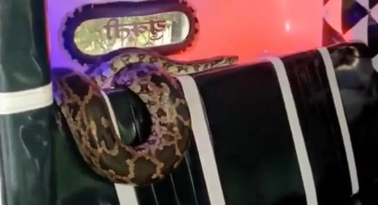 অটোয় ৫ ফুটের পাইথন, ভয়ে ছিটকে গেলেন চালক