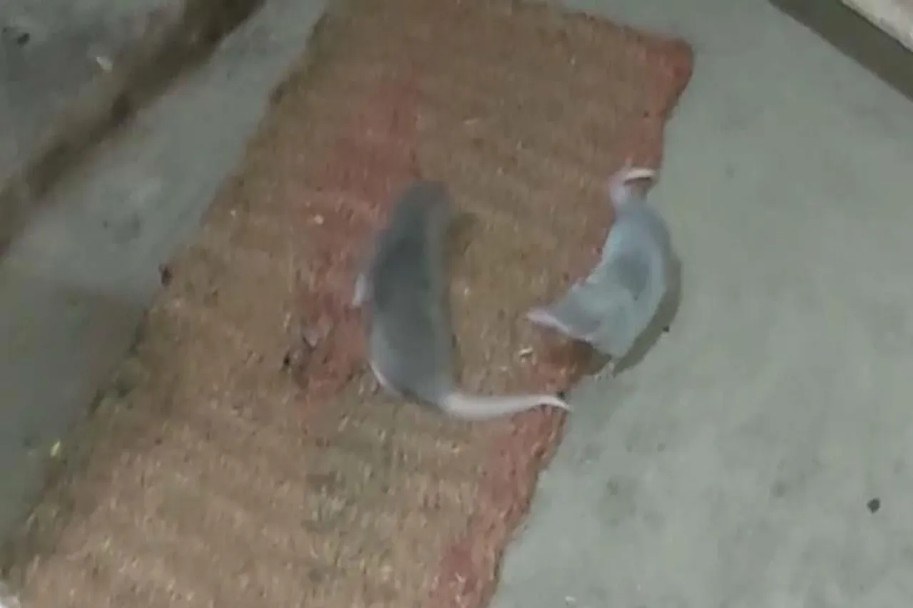 দুই ছুঁচোর লড়াই, ভাইরাল ভিডিও