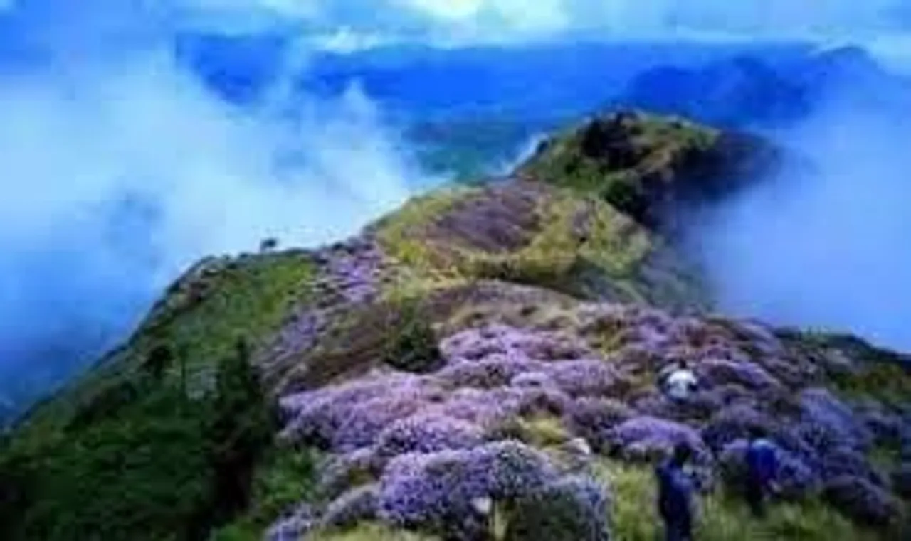 কেরালায় দেখা মিলল নীলকুরুঞ্জির