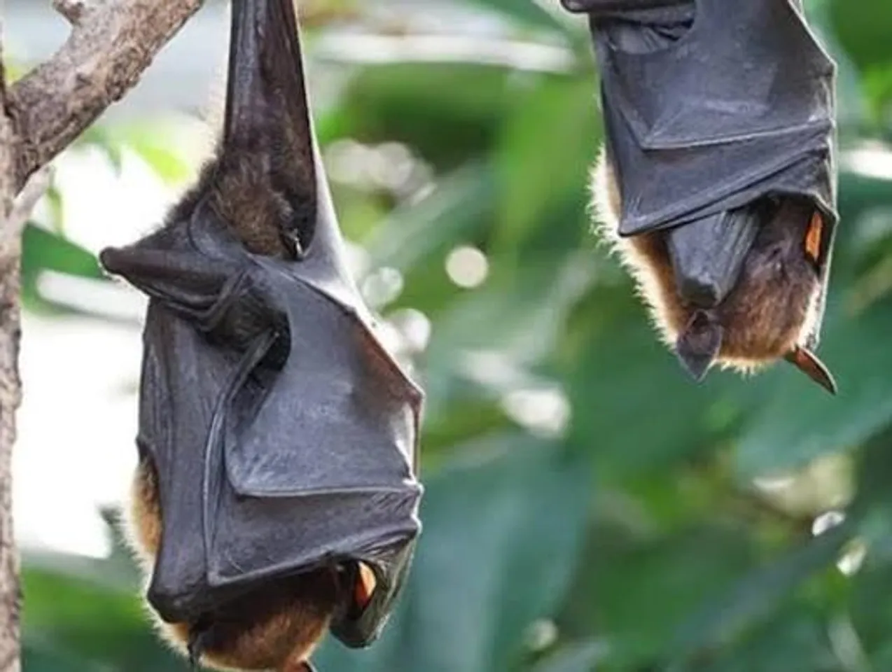 ফের উদ্বেগ, রাশিয়ান বাদুড়ের মধ্যে আবিষ্কৃত কোভিড-সদৃশ ভাইরাস