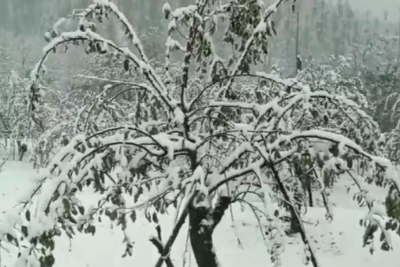 মৌসুমের প্রথম তুষারপাত জম্মু ও কাশ্মীরে- দেখুন ভিডিও