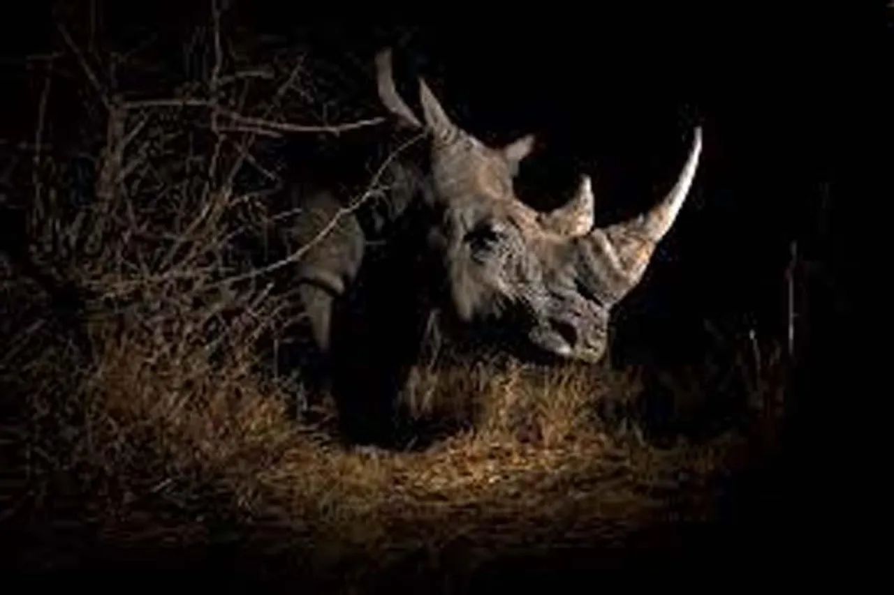 আফ্রিকা থেকে অবৈধভাবে বন্যপ্রাণ পাচারের অভিযোগ চিনের বিরুদ্ধে