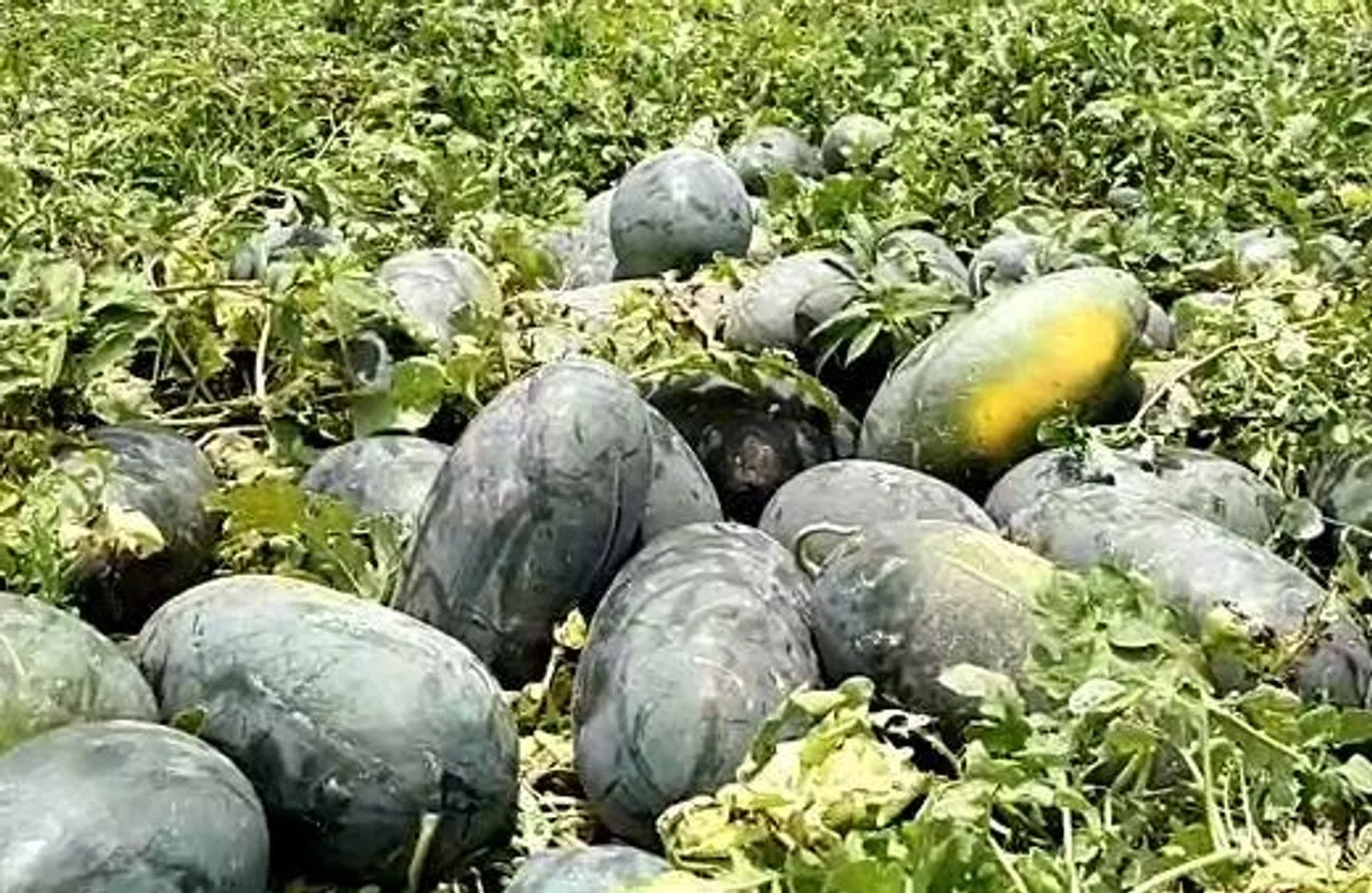 লোকসানের মুখ দেখছে তরমুজ চাষীরা