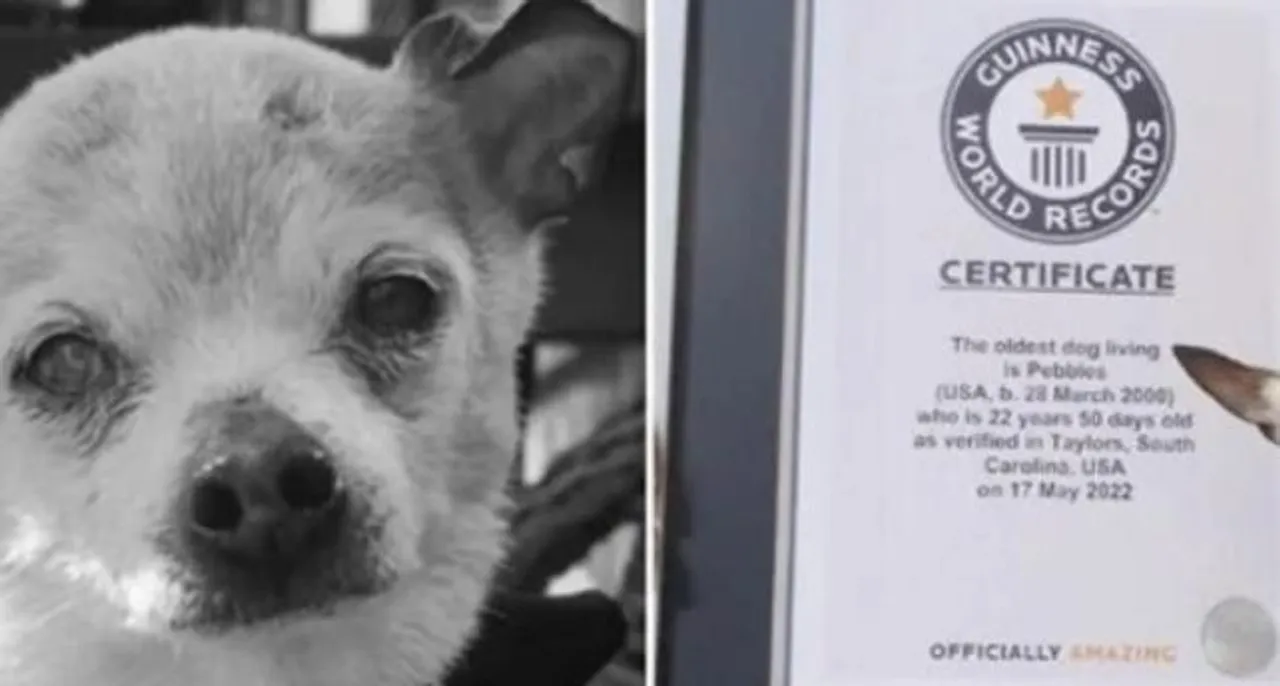 বিশ্বের সবচেয়ে বয়স্ক কুকুর Pebbles এর মৃত্যু