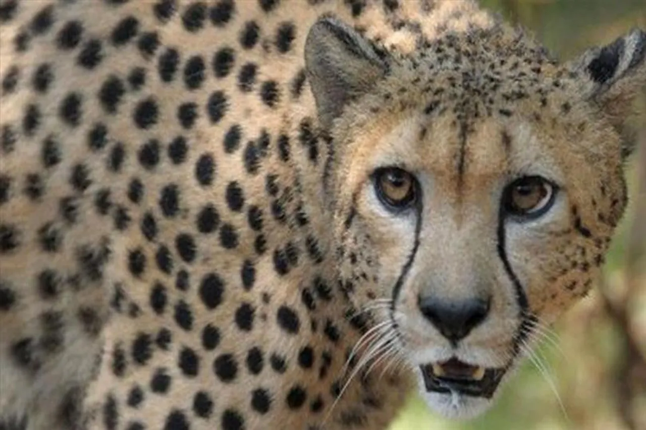 বিমানবন্দরে চিতাবাঘের হামলা, জখম ১