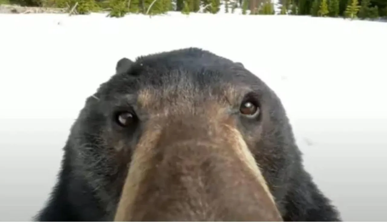 সেলফি তুলছে ভাল্লুক! মুহূর্তে ভাইরাল