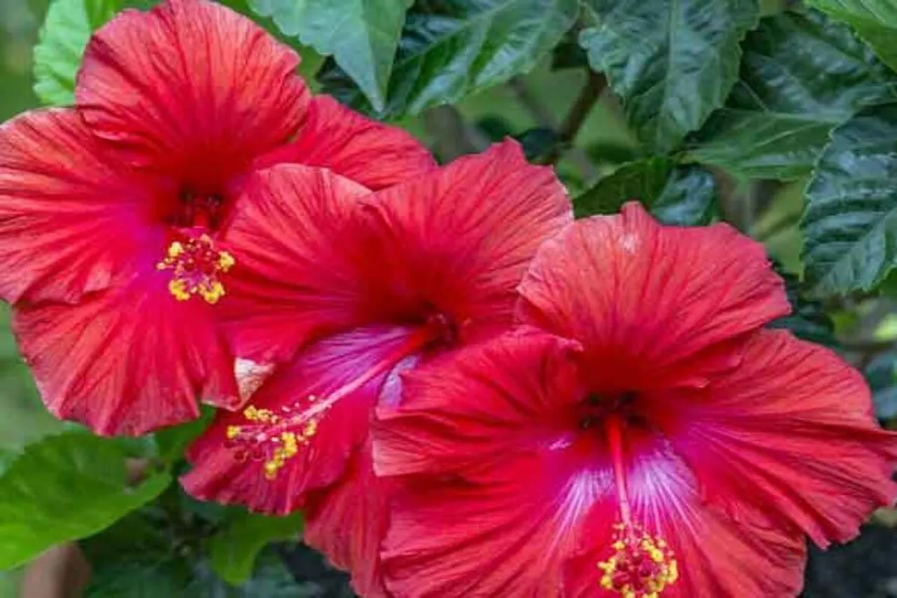 বাড়িতেই সহজে চাষ করুন জবা