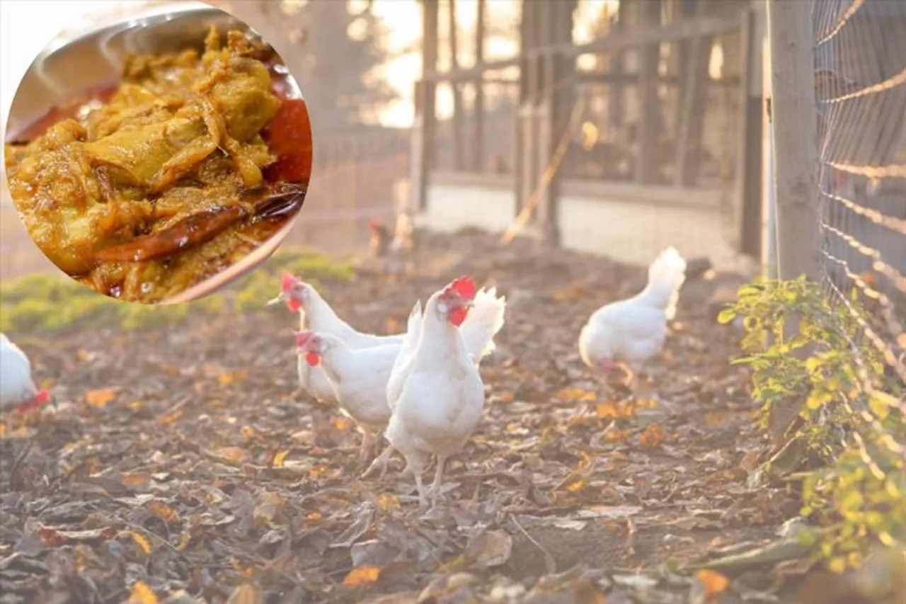 মুরগি প্রেমীদের জন্য দুঃসংবাদ! বাঁচতে হলে পড়ুন