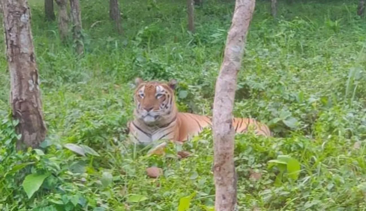 দুর্গাপুজোর আগে পর্যটকদের জন্য খুলে দেওয়া হচ্ছে বেঙ্গল সাফারি পার্ক