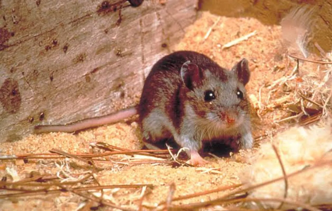 আকাশ থেকে পড়ছে ইঁদুর, ভাইরাল