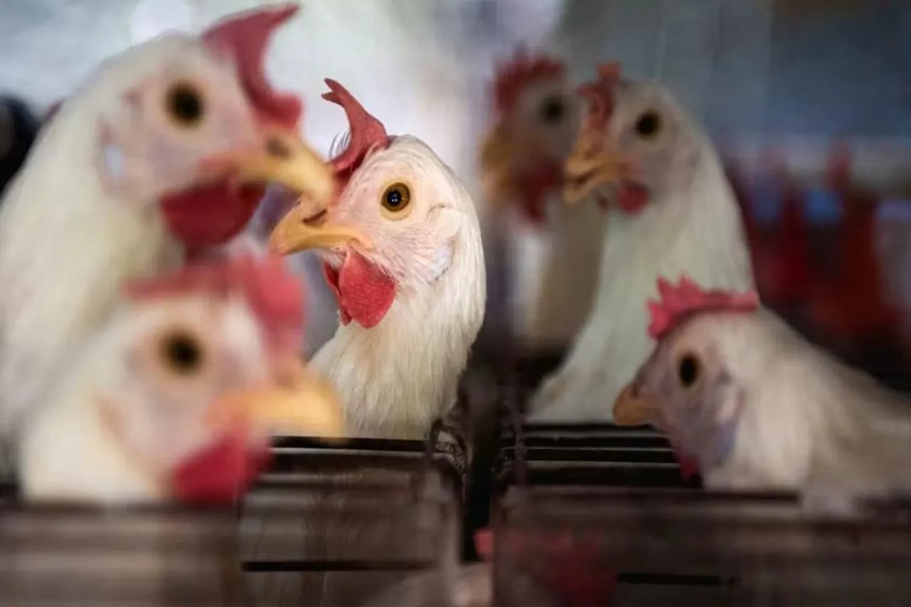 কম্বোডিয়ায় বার্ড ফ্লুতে মৃত্যু এক কিশোরীর