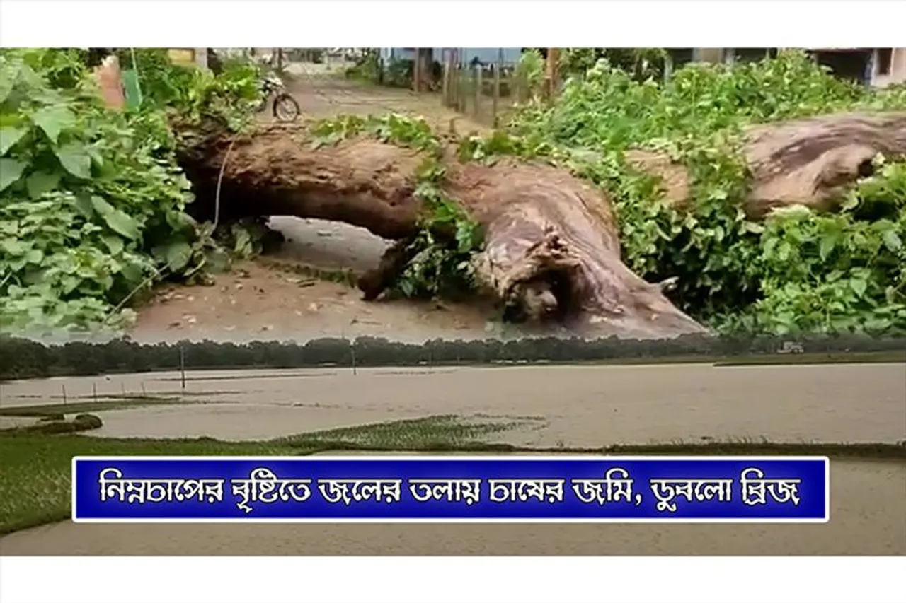 নিম্নচাপের বৃষ্টিতে জলের তলায় চাষের জমি, ডুবলো ব্রিজ