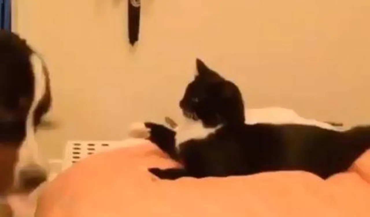 বাড়ির পোষ্যদের মজাদার ঝামেলা