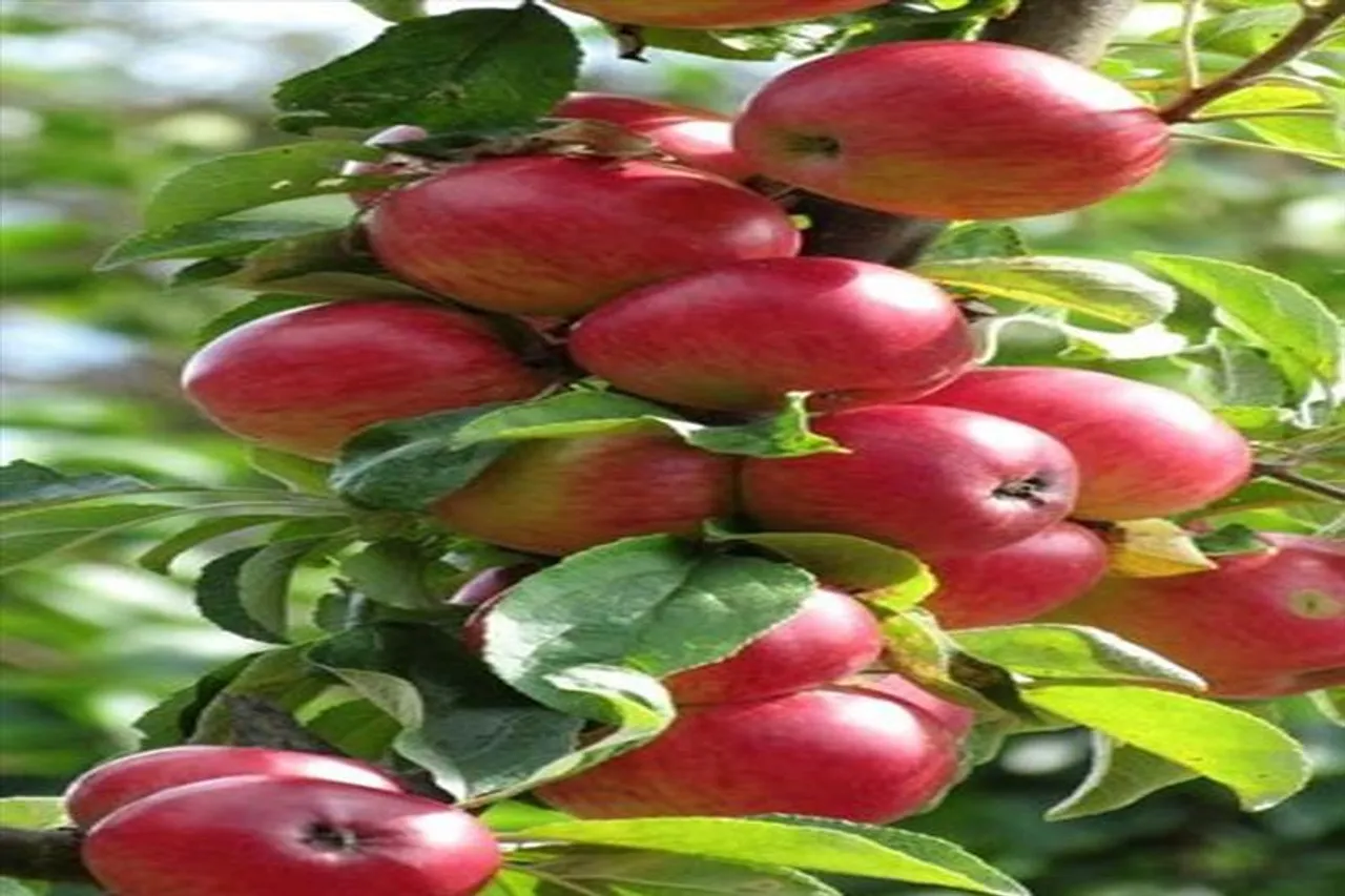 টবে সহজেই চাষ করুন আপেল