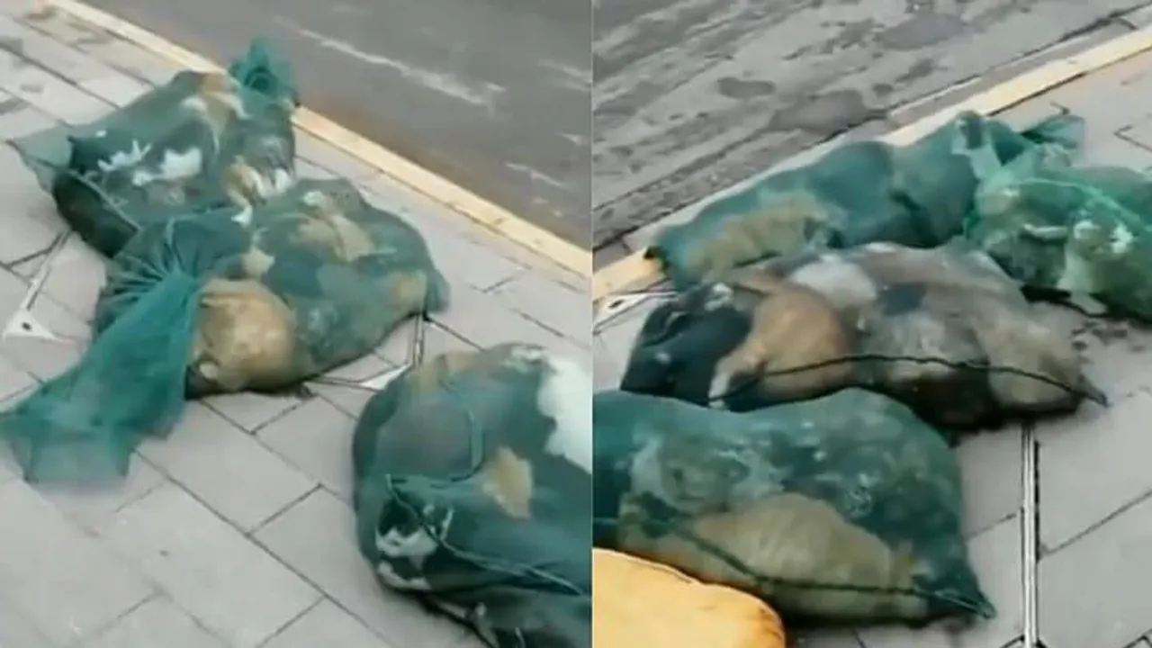 সাংহাইতে পোষা প্রাণীদের ওপর নির্যাতন স্বাস্থ্যসেবা কর্মীদের