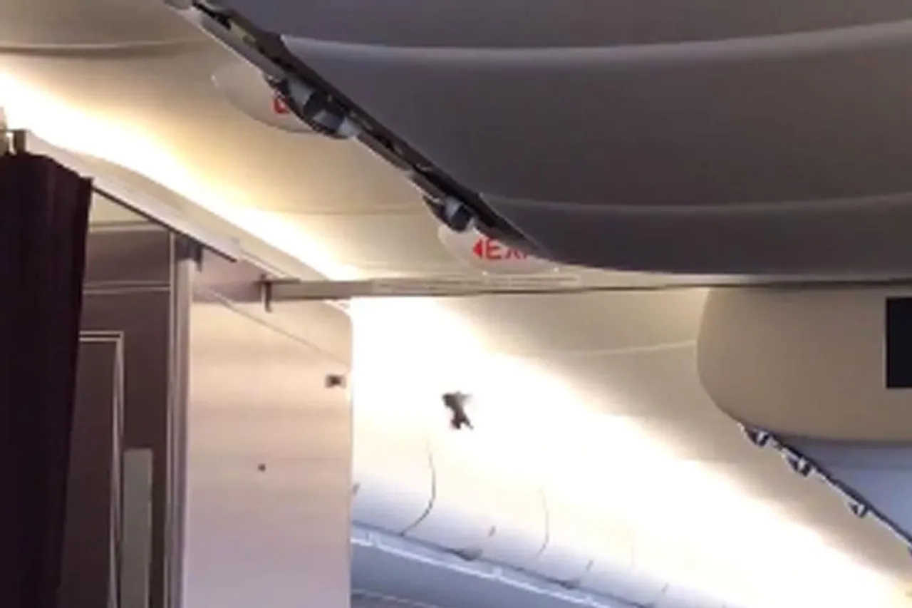 বিমানের ভেতর উড়ে বেড়াচ্ছে পাখি, দেখুন ভিডিও