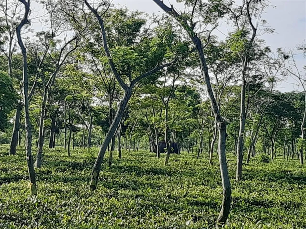 শাবক সহ তিনটি হাতির একটি দল আটকে পড়ল চা বাগানে