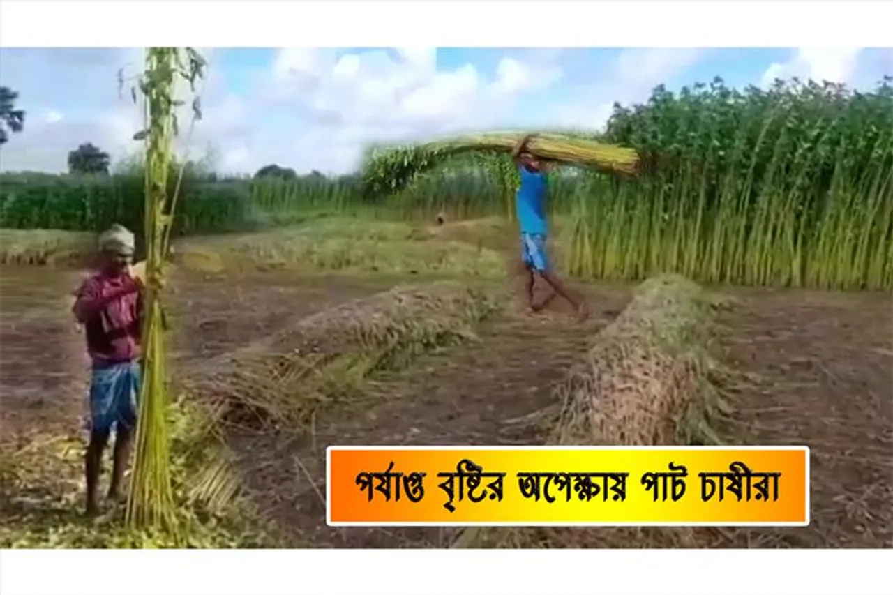 পর্যাপ্ত বৃষ্টির অপেক্ষায় পাট চাষীরা