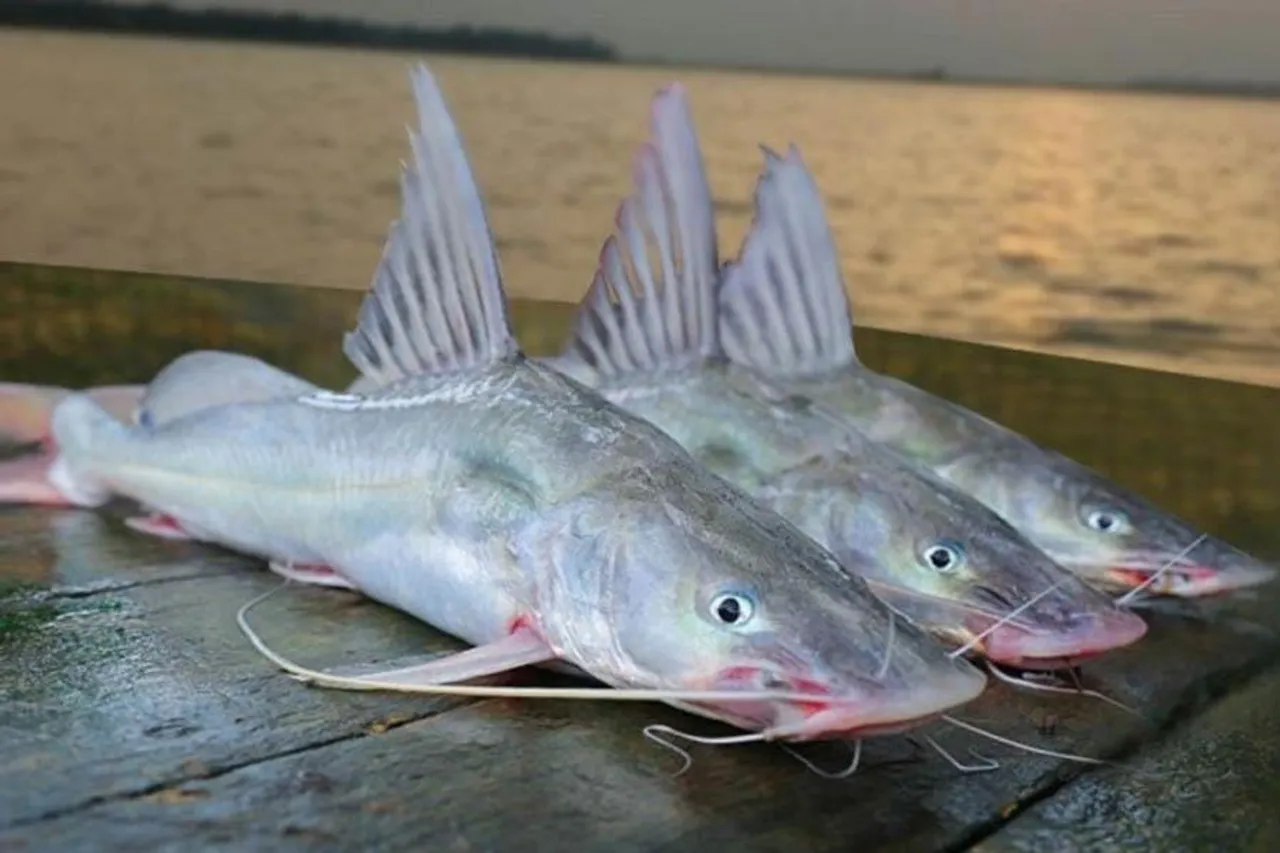 চাষ করুন আড় মাছ