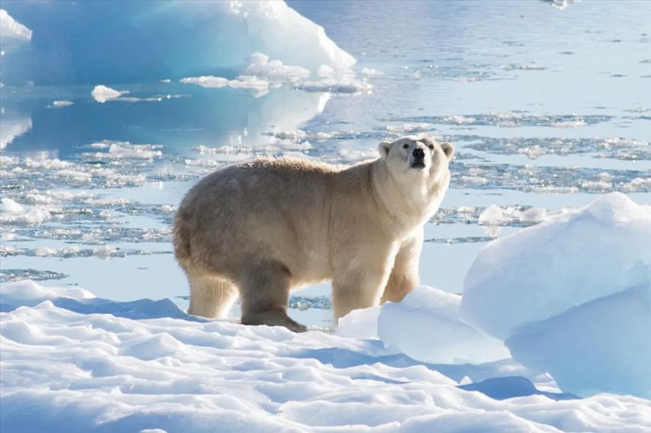 একা হয়ে পড়ছে মেরু ভাল্লুক