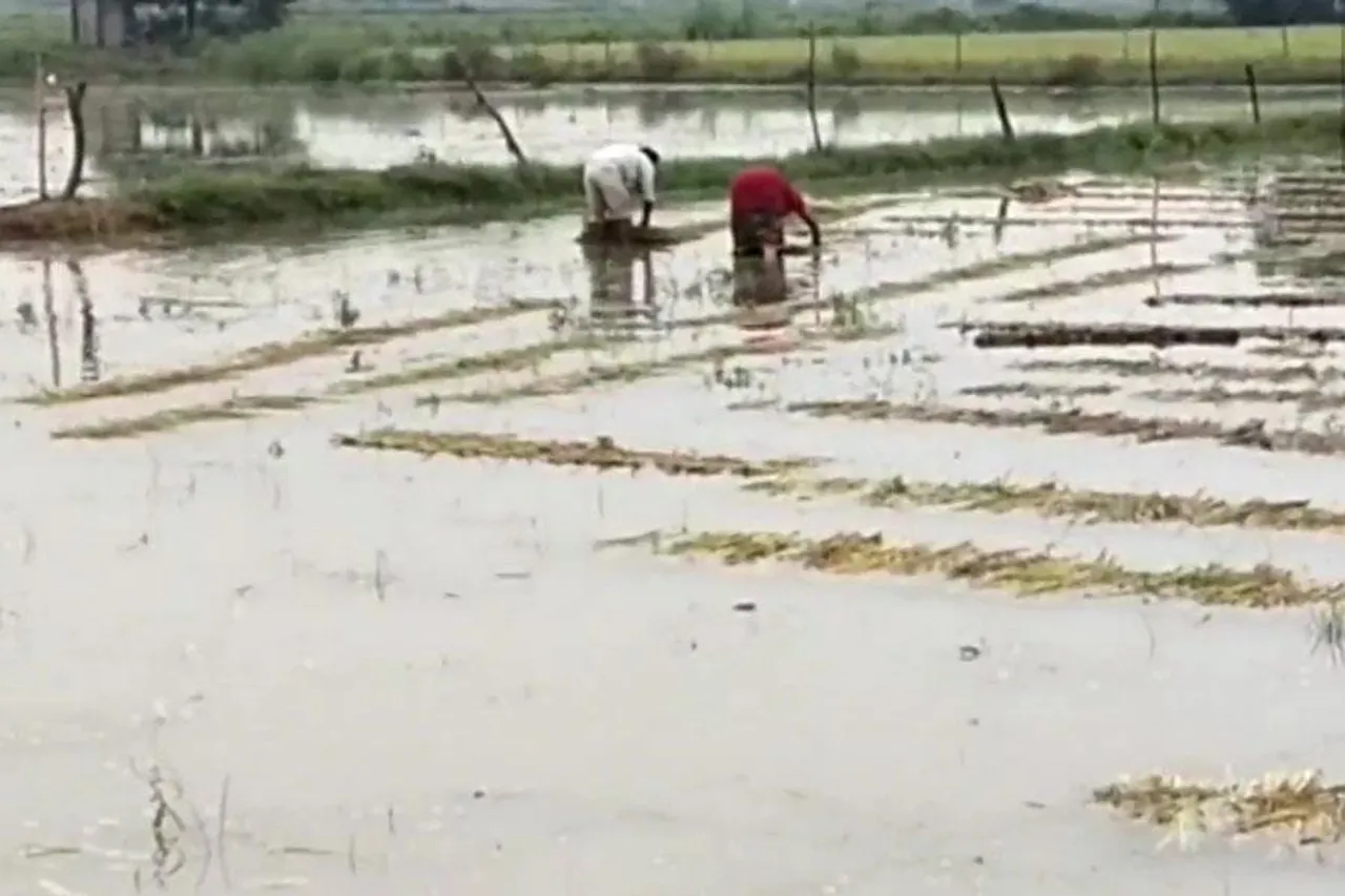 ভারী বৃষ্টিতে বিপর্যস্ত রাজ্য, জলের তলায় একাধিক চাষের জমি