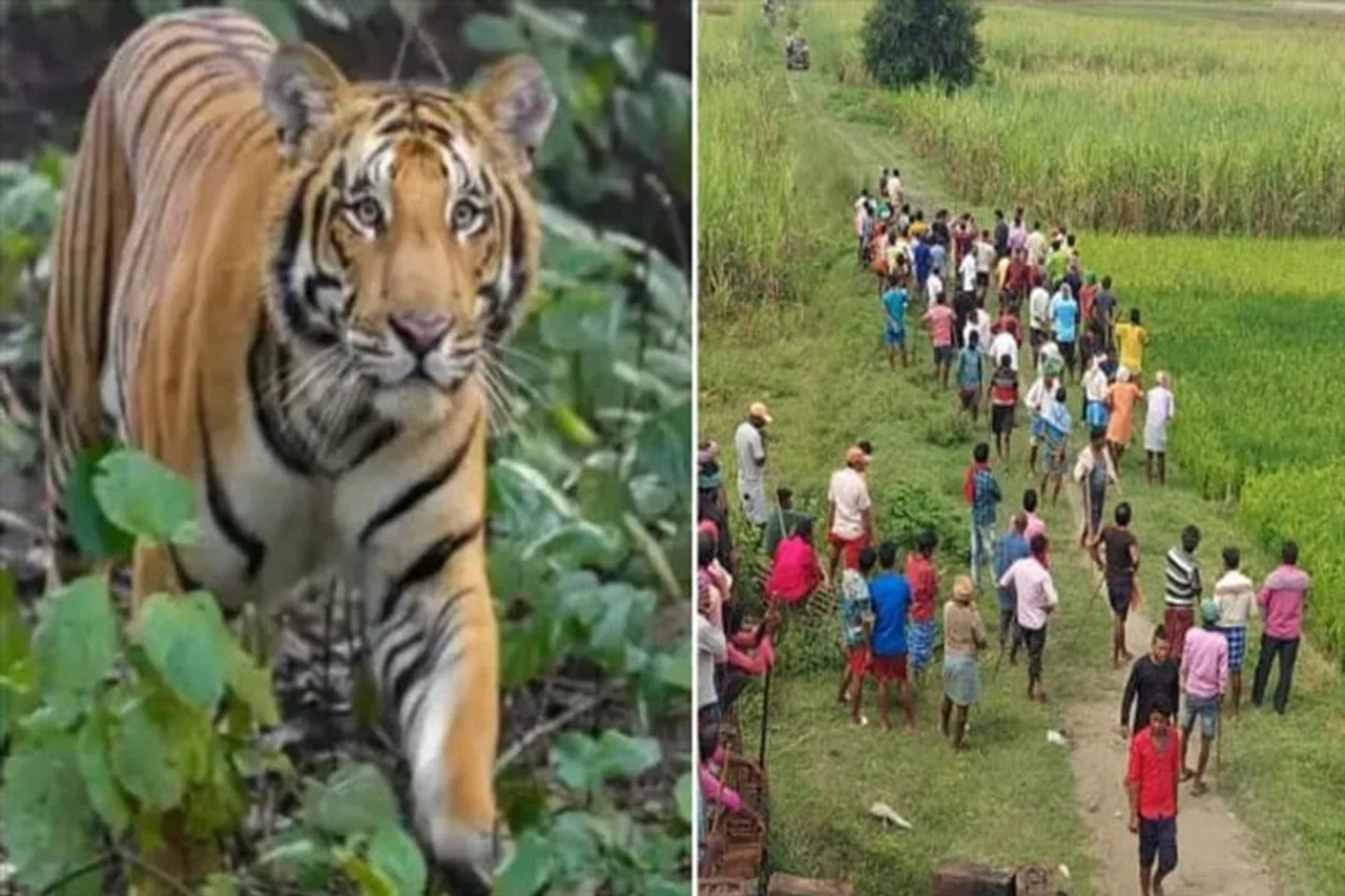 ৪ জনের মৃত্যুর পর নরখাদক বাঘকে মেরে ফেলার নির্দেশ