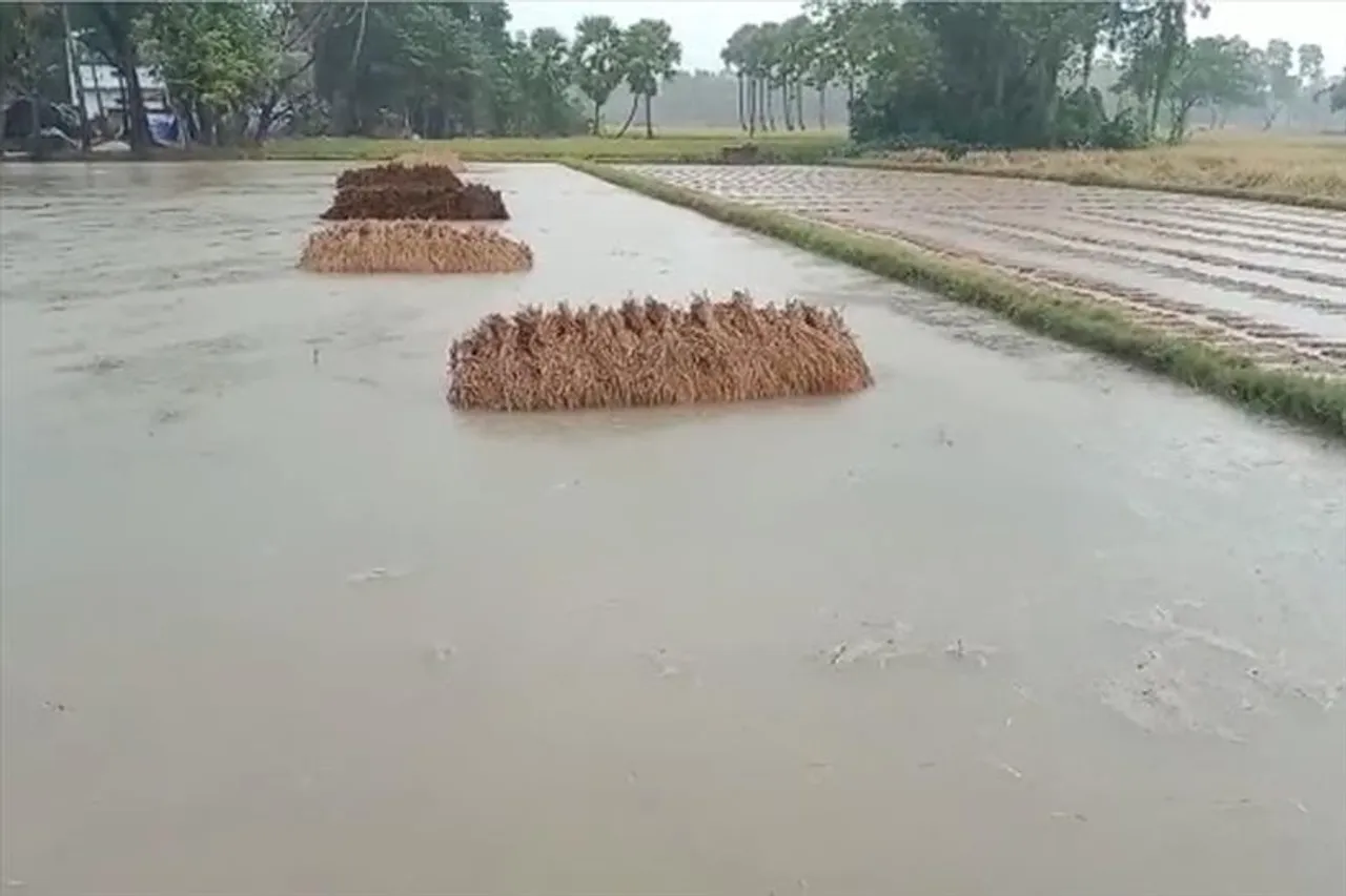 রাতভর বৃষ্টিতে মাথায় হাত চাষীদের