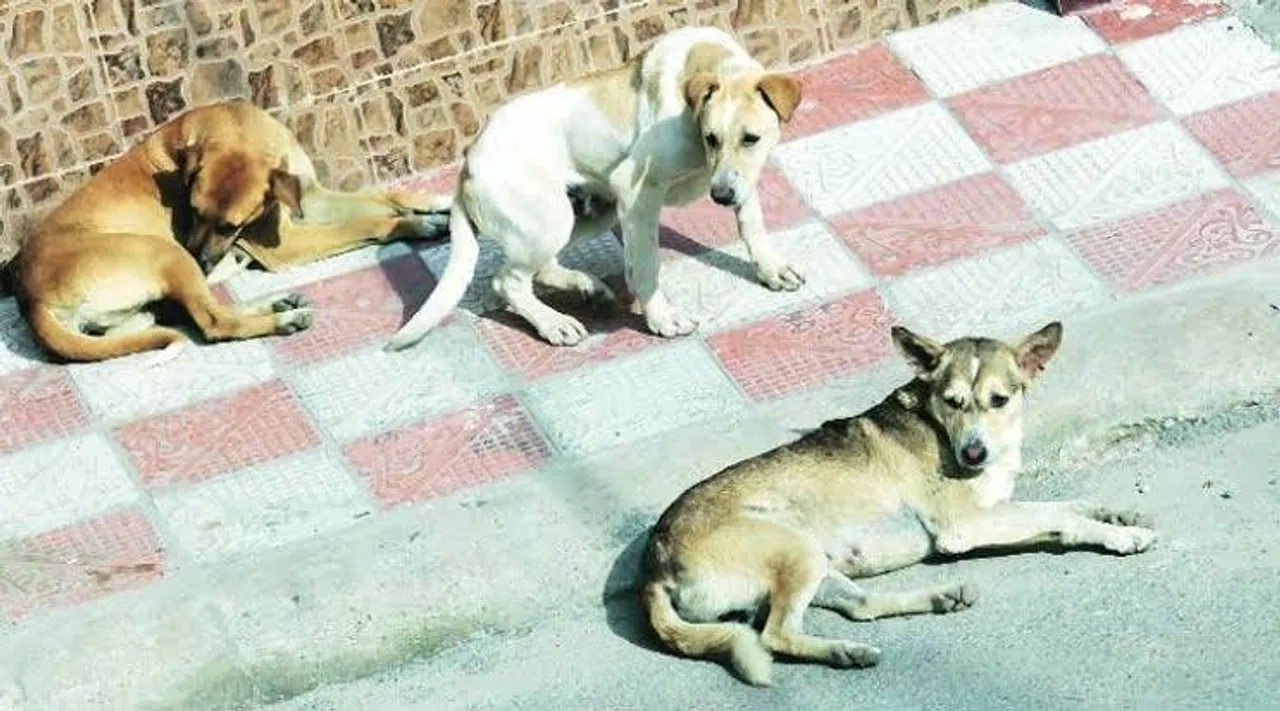 পথকুকুরদের অ্যান্টি rabies ভ্যাকসিন