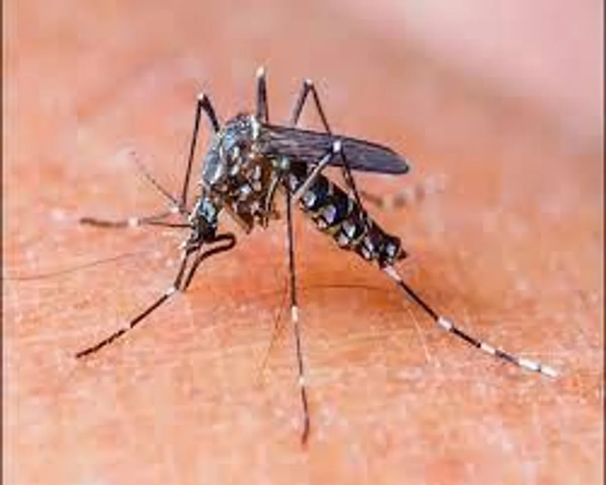 বাড়ছে ডেঙ্গুতে মৃত্যু, কিডনি,ব্রেনে সমস্যা রোগীদের