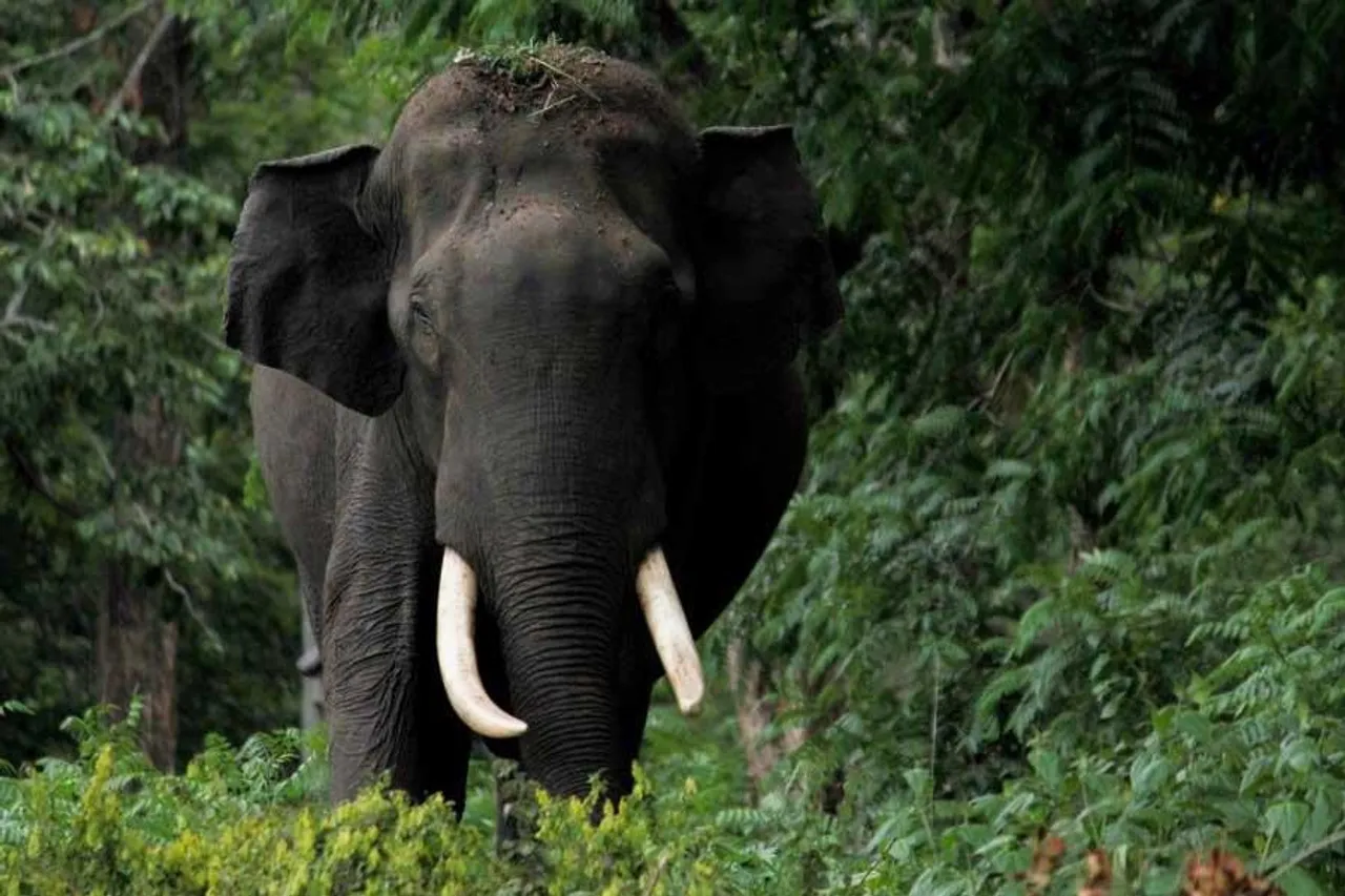 ভুবনেশ্বরে বন্য হাতির হানা