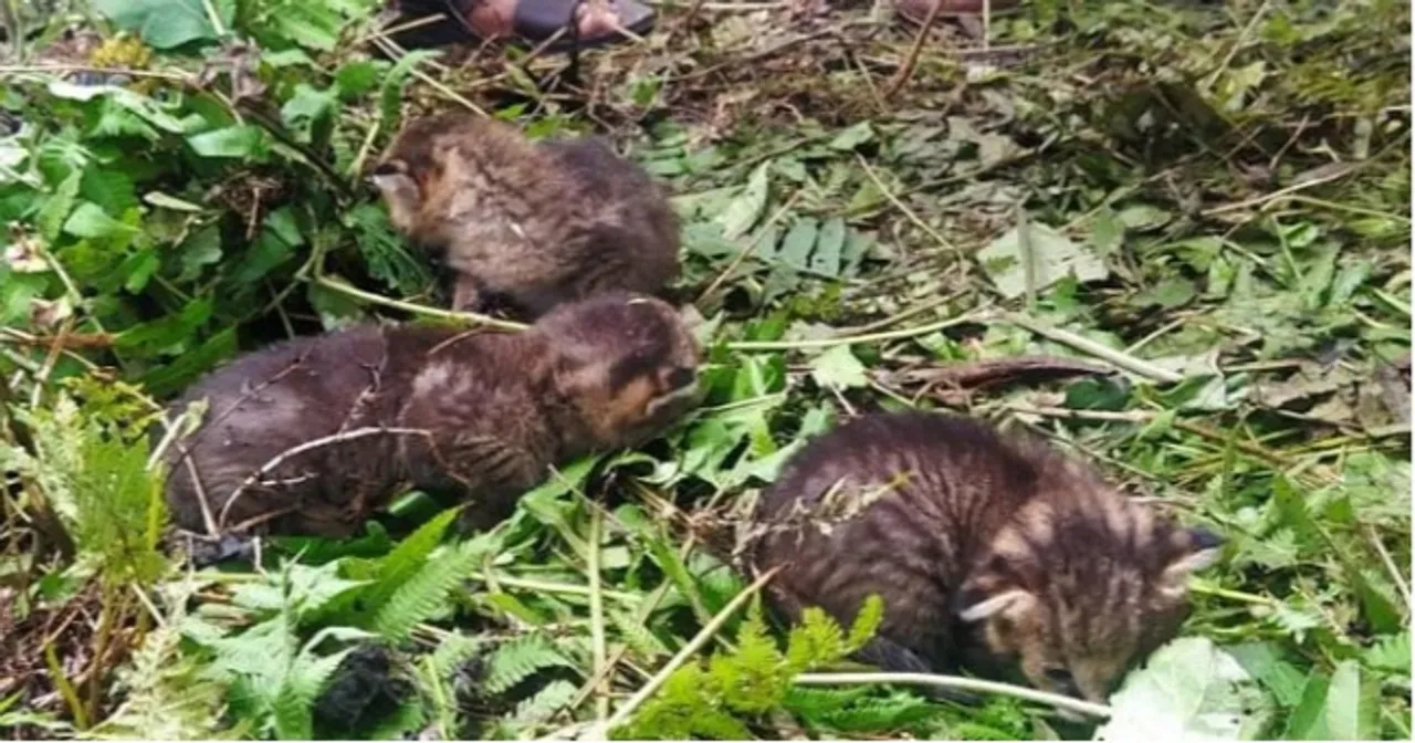 চা-বাগান থেকে উদ্ধার চিতাবাঘের ৩টি শাবক