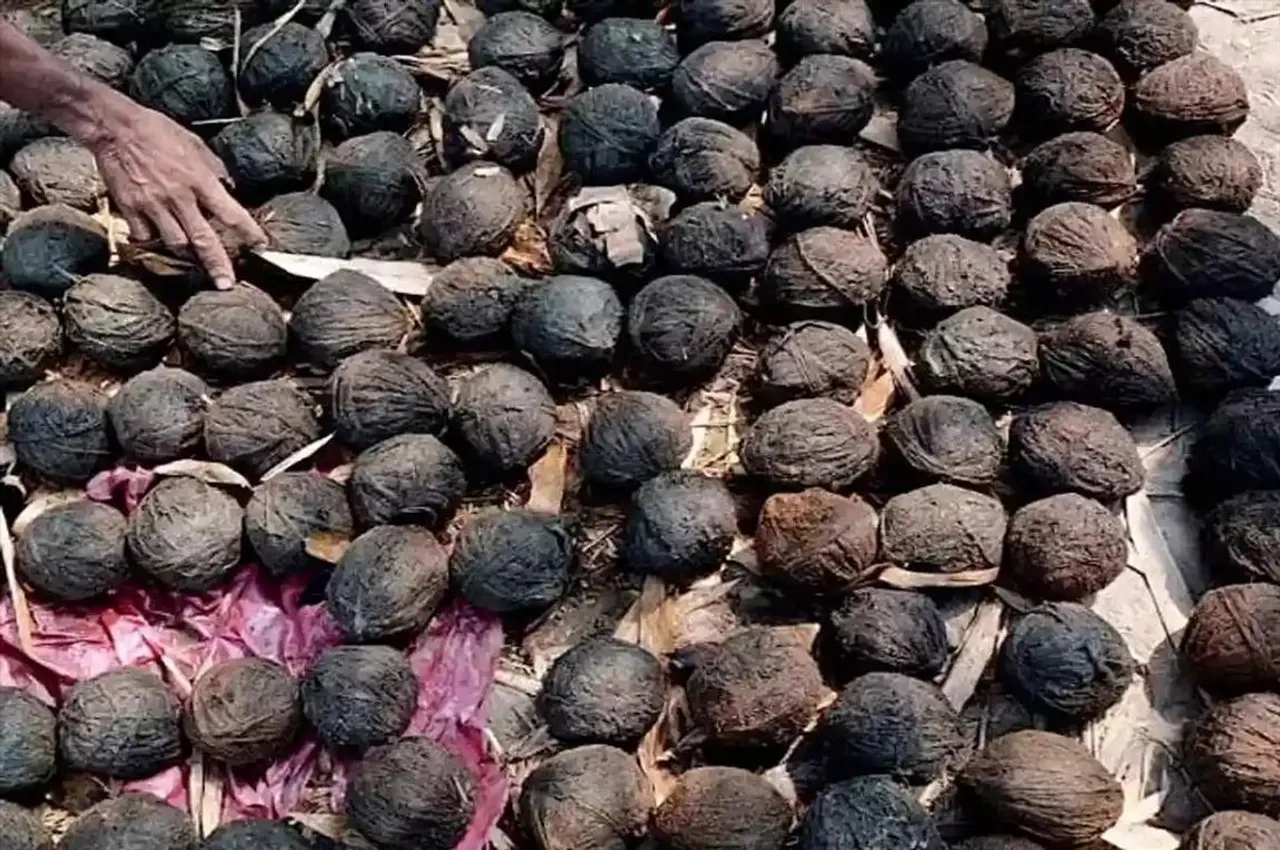 দত্তপুকুরে উদ্ধার প্রচুর বোমা