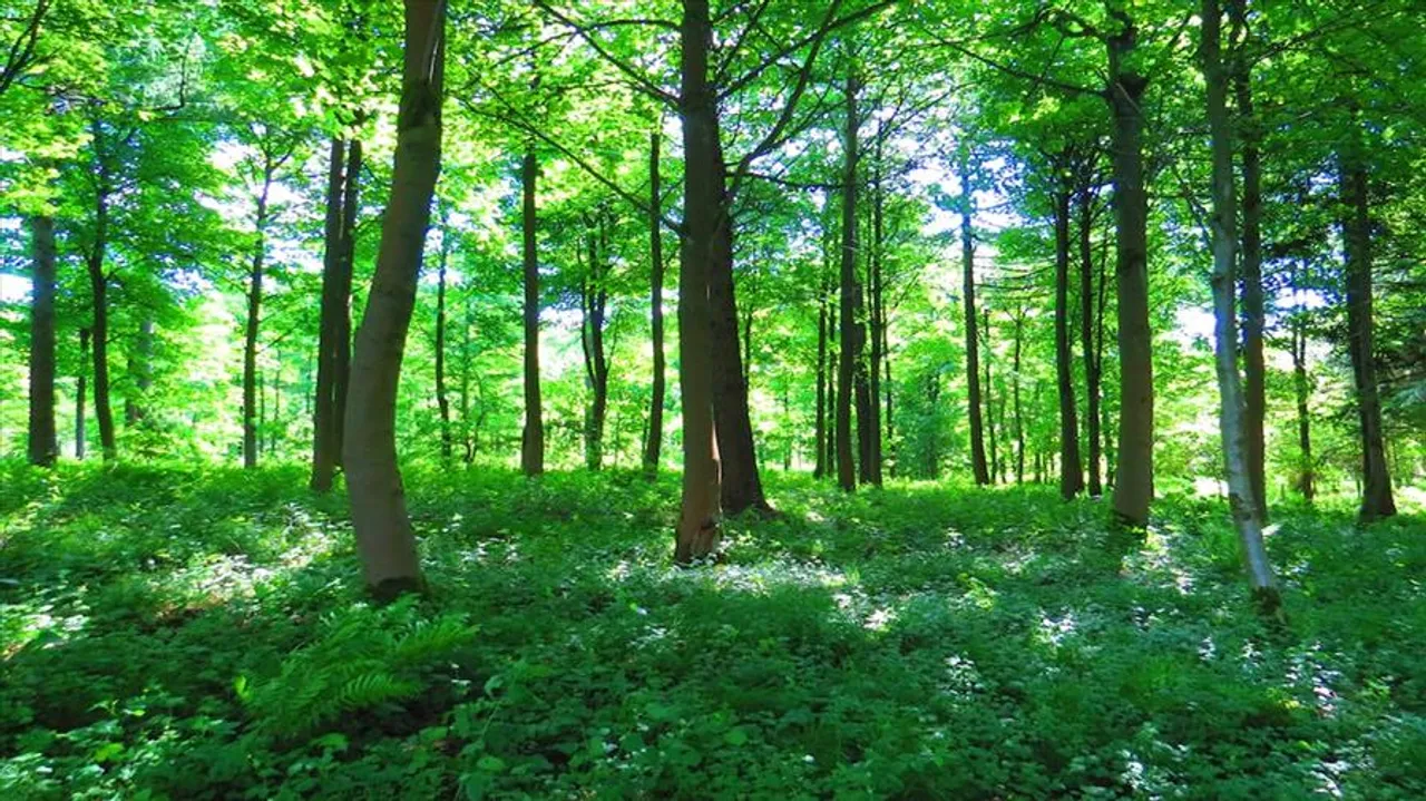 হাইওয়ে নির্মাণের জন্য সরানো হবে প্রায় ৮০৪টি গাছ