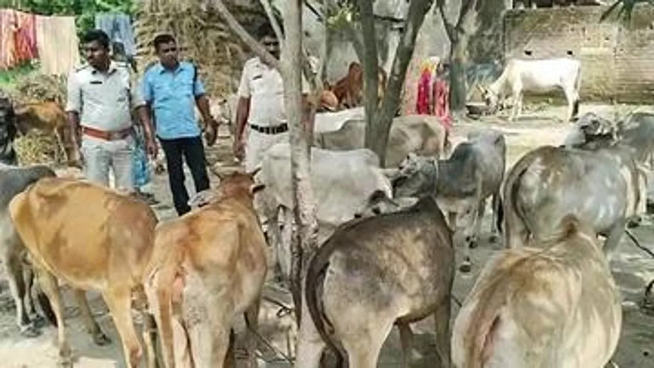 ফের রামপুরহাটে মোষ পাচারের চেষ্টা