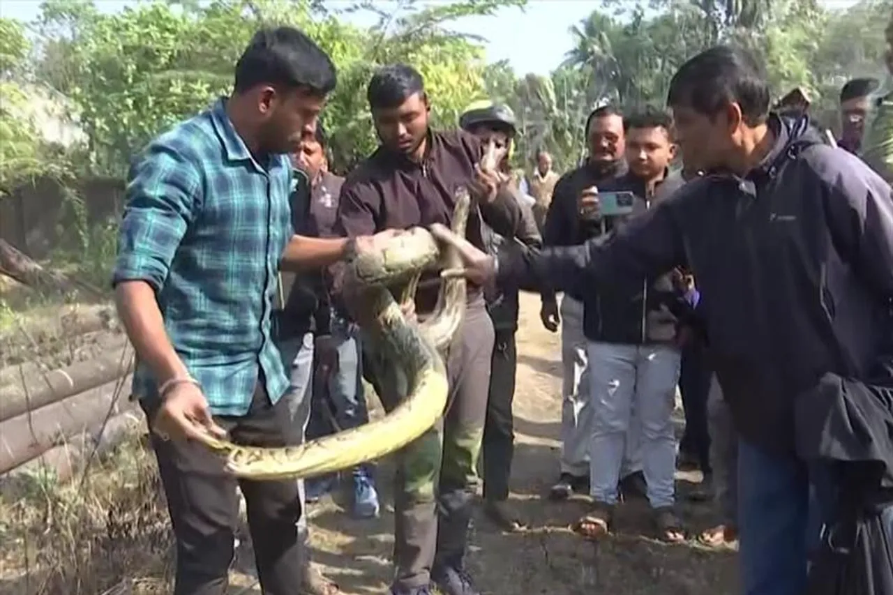 বিশাল আকৃতির দুটি পাইথন সাপকে ঘিরে শোরগোল রাজ্যে