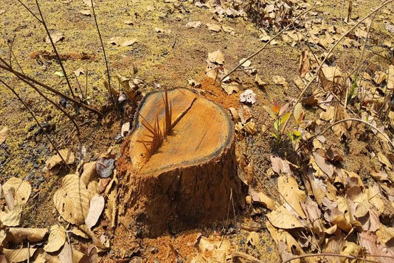ফের লক্ষাধিক টাকার শাল গাছ চুরি, বন দফতরের নজরদারি নিয়ে প্রশ্ন