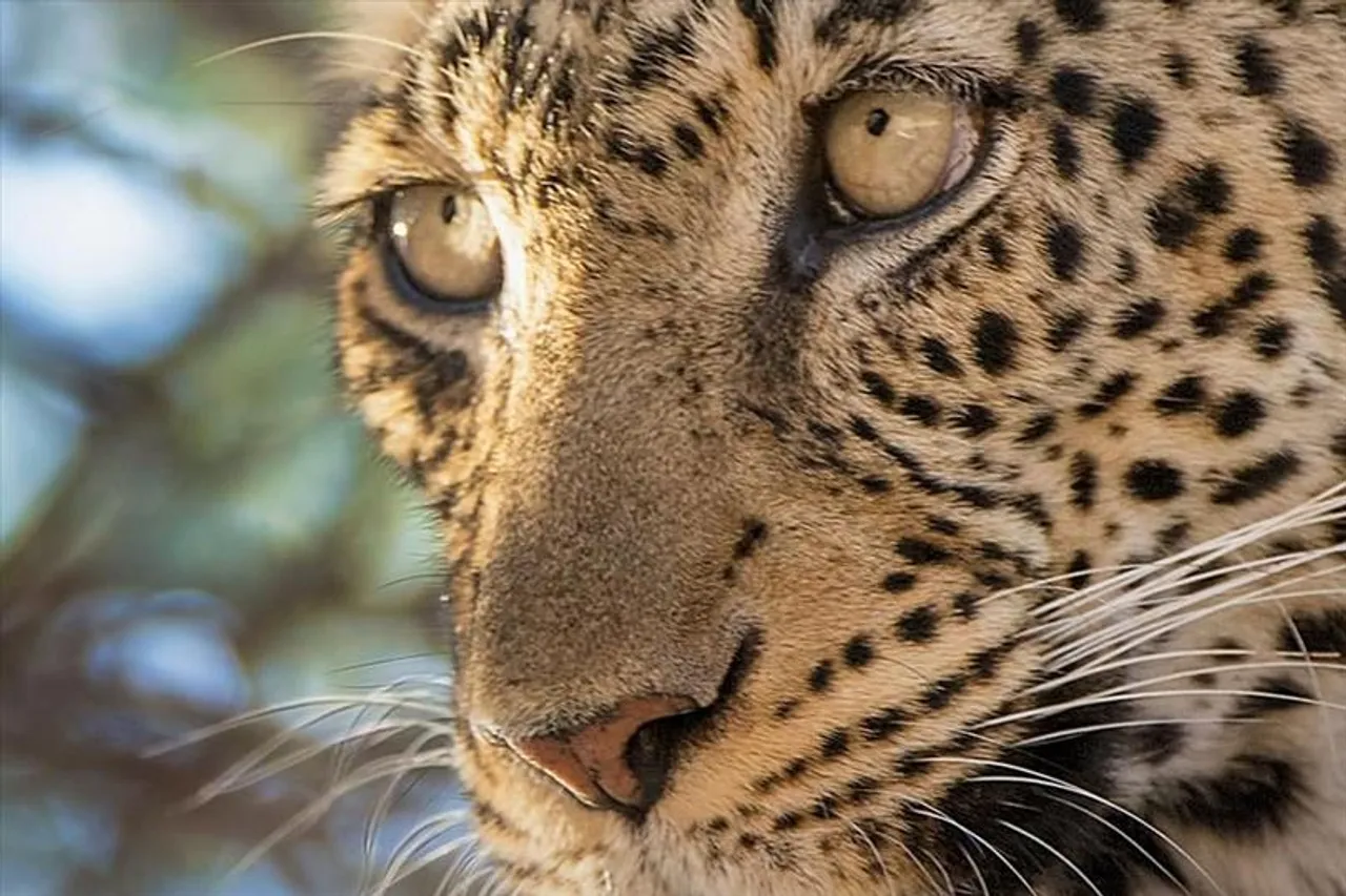 ধাক্কা খেল আফ্রিকান চিতা নিয়ে আসার পরিকল্পনা