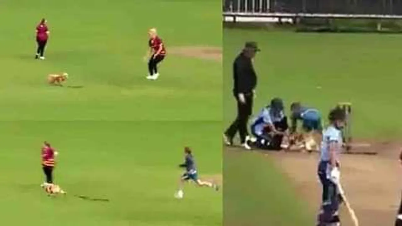 ফিল্ডিং এ নামল পোষ্য ভাইরাল ভিডিও