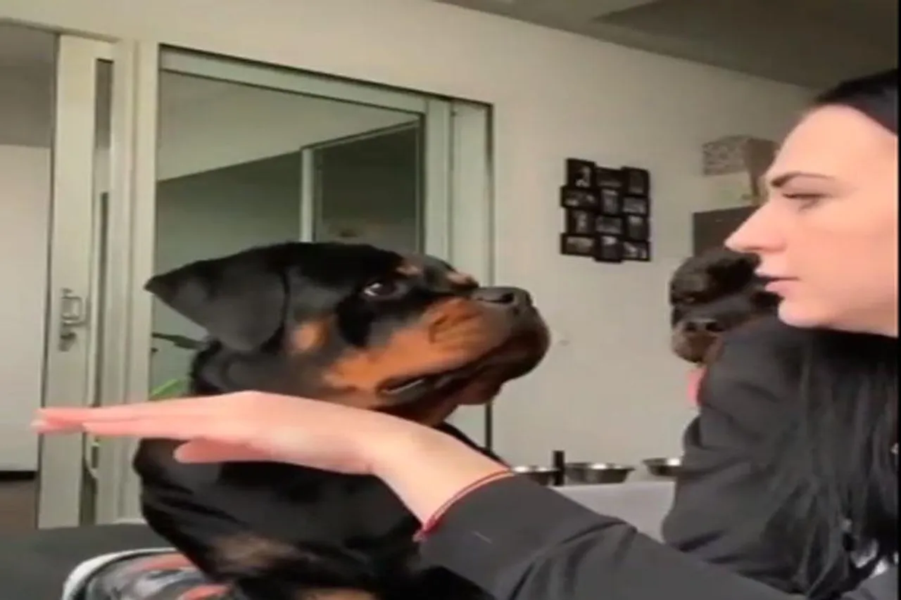 কুকুরটির ভালবাসা দেখলে আপনারও মায়া লাগবে, দেখুন ভিডিও