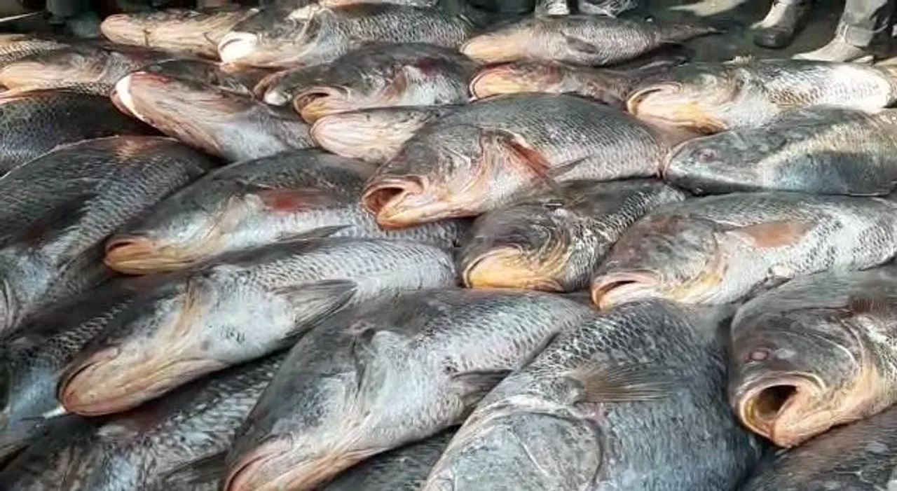 দিঘার সমুদ্র থেকে একসঙ্গে উঠল ১২১ টি তেলিয়া-ভোলা মাছ!