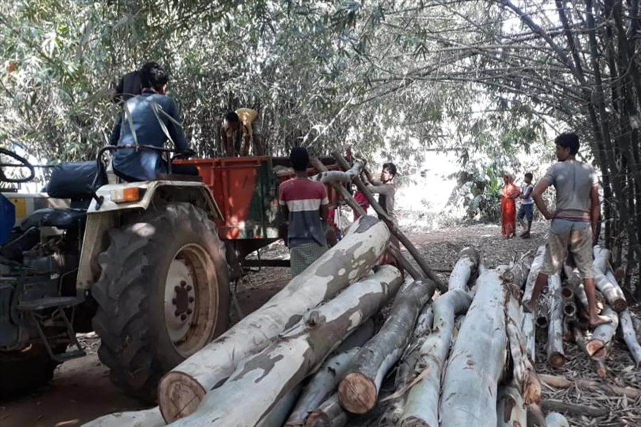 বনদপ্তরের নাকের ডগায় অবৈধভাবে গাছ কাটার অভিযোগ