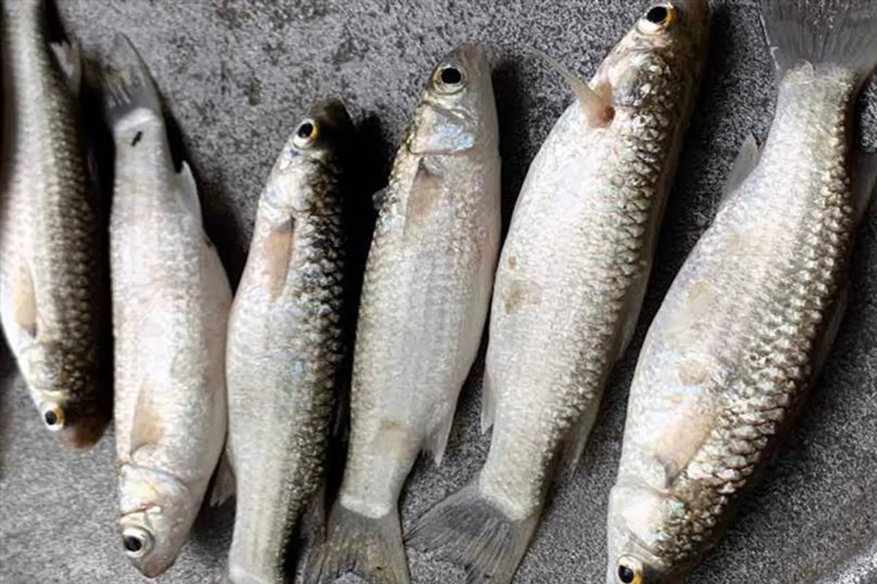 পারশে মাছ সম্পর্কে কিছু গুরুত্বপূর্ণ তথ্য